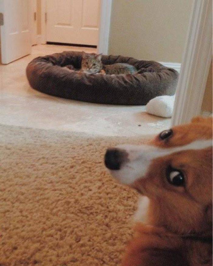 Cats Show Dogs Who’s Boss