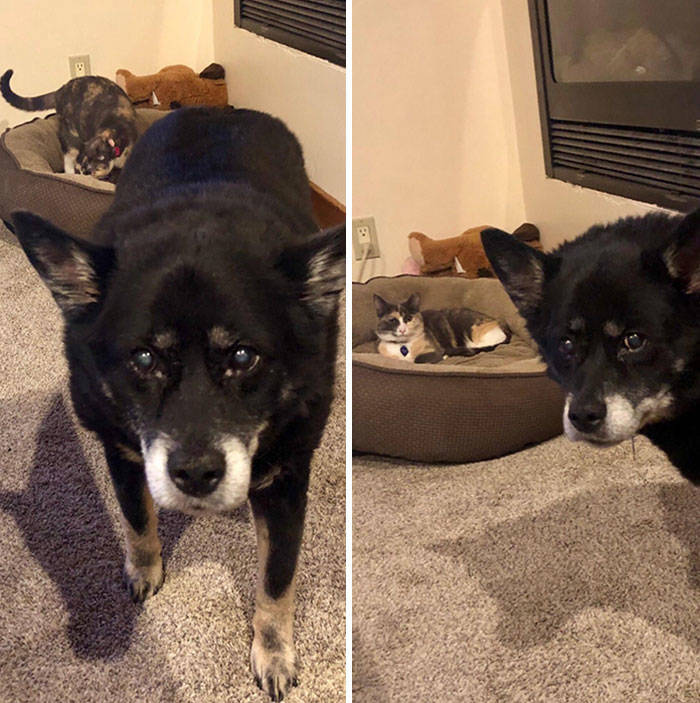 Cats Show Dogs Who’s Boss