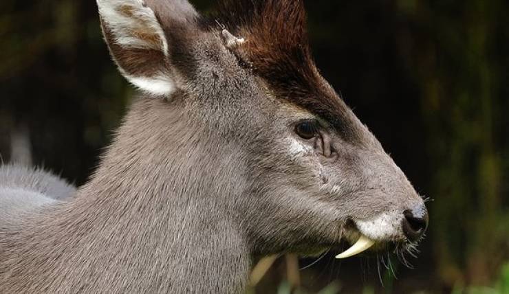 Did You Know These Animals Existed?