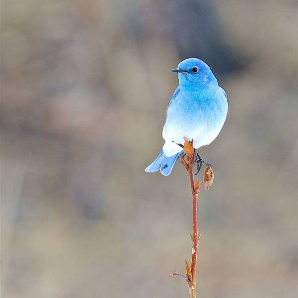 These Birds Are So Unique And So Beautiful!