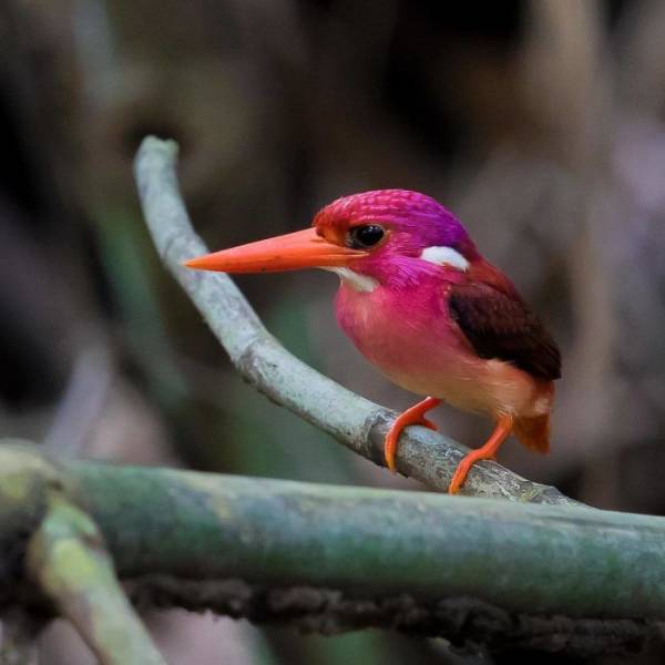 These Birds Are So Unique And So Beautiful!