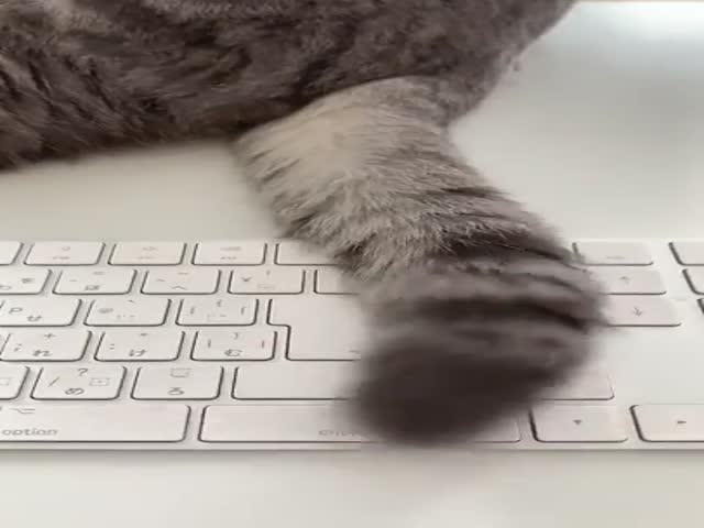 If Your Cat Tries To Conquer Your Keyboard