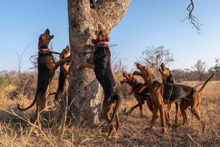 These Dogs Are Trained To Hunt Poachers!