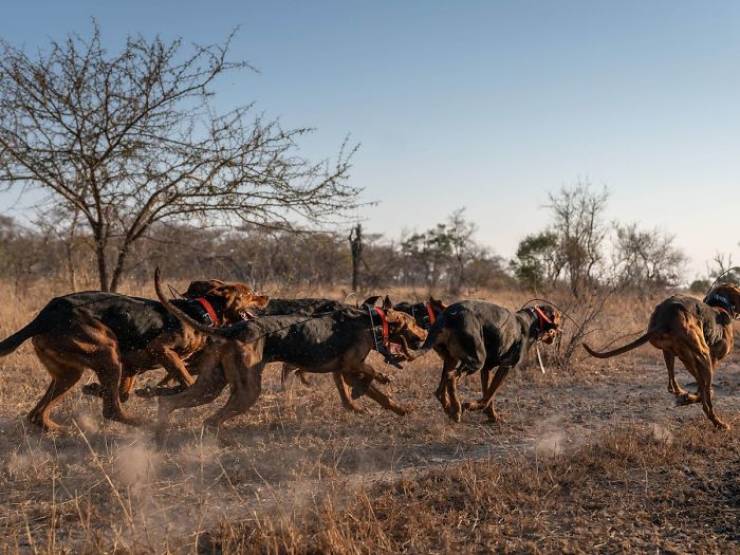 These Dogs Are Trained To Hunt Poachers!