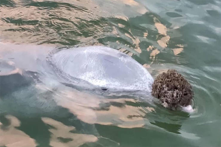 This Dolphin Loves Bringing Humans Gifts From The Bottom Of The Ocean
