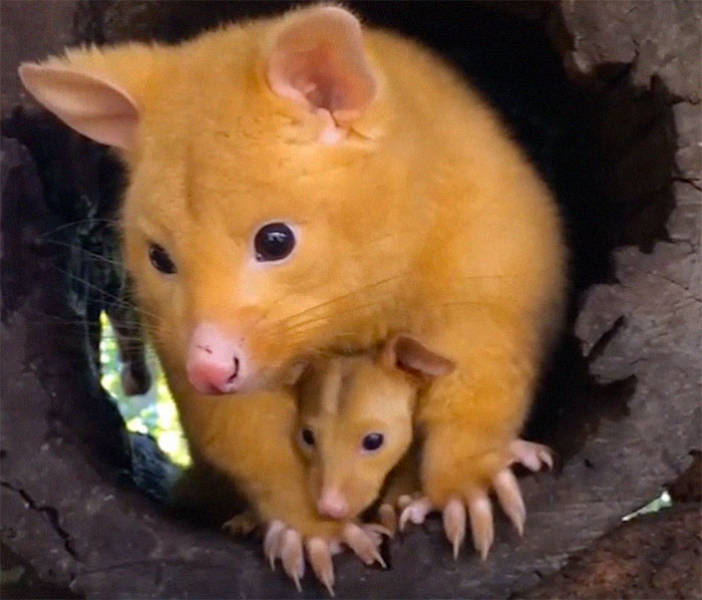 Australian Hospital Rescues A Real Life Pikachu