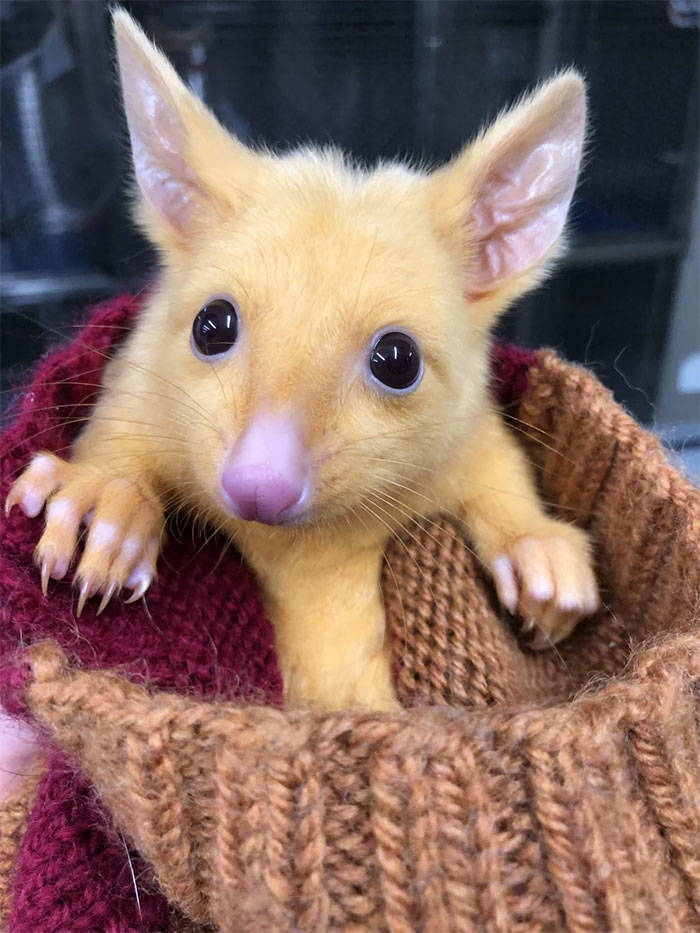 Australian Hospital Rescues A Real Life Pikachu