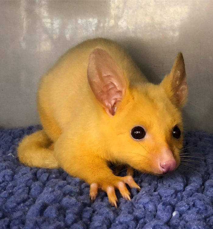 Australian Hospital Rescues A Real Life Pikachu