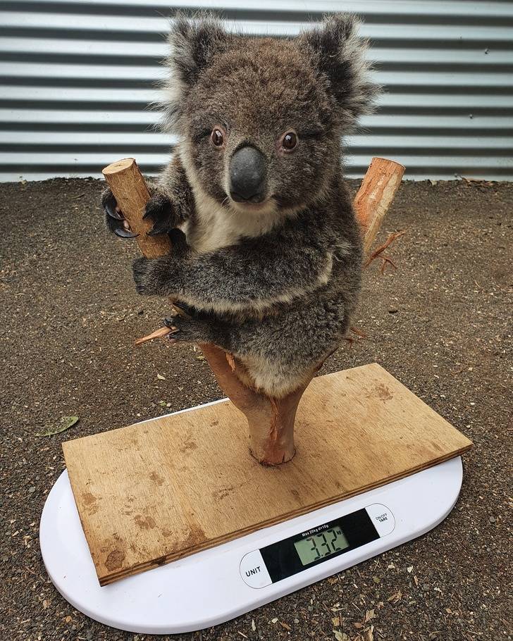 How To Weigh A Small Animal