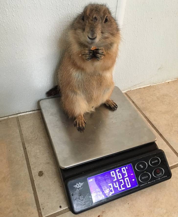 How To Weigh A Small Animal