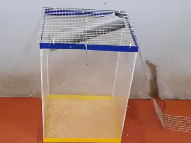 That’s A Neat Mouse Trap!