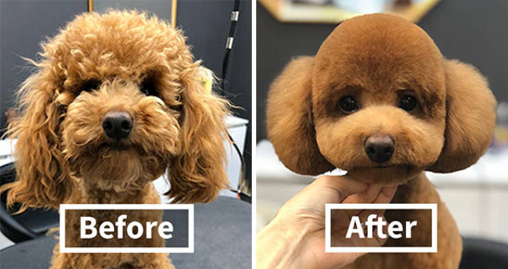 Dog Grooming Matters!