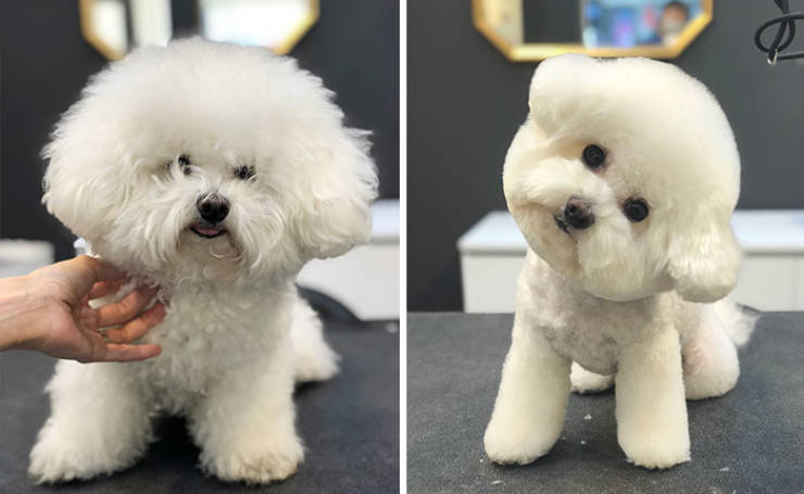 Dog Grooming Matters!