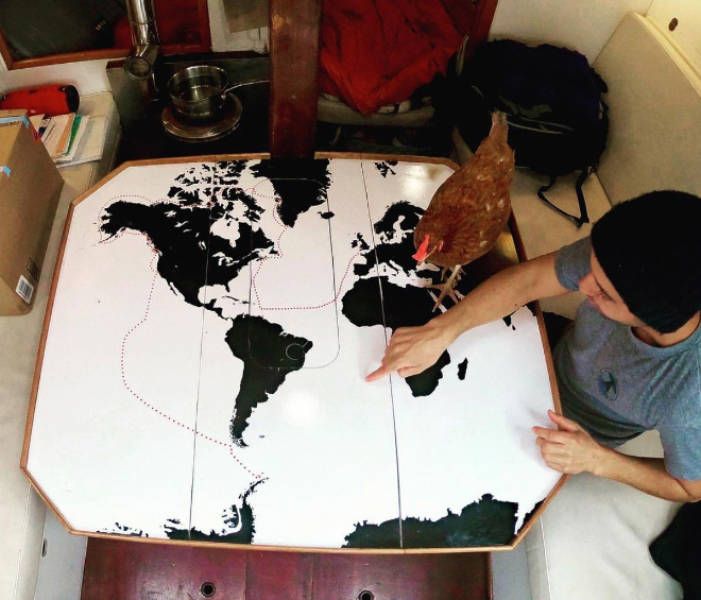 Around The World With A Pet Chicken