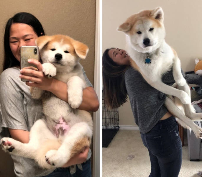 Dogs Who Have No Idea How Giant They Are
