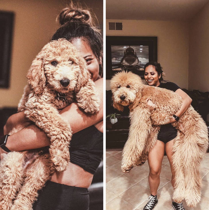 Dogs Who Have No Idea How Giant They Are