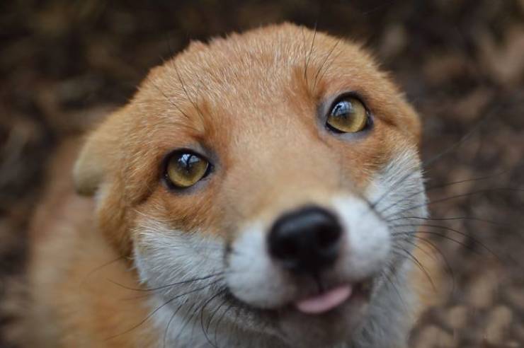 Get Ready For Some Fox Cuteness!