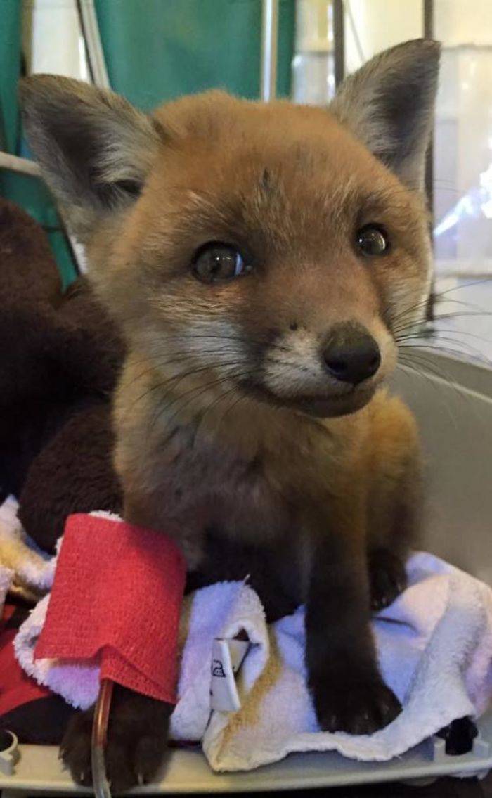 Get Ready For Some Fox Cuteness!