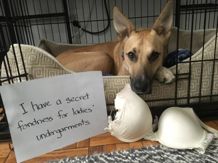 “No” Is Not An Answer For These Animals...