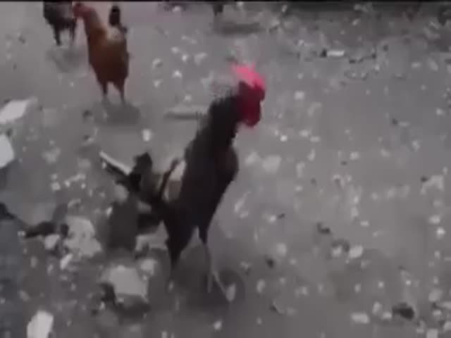 Rooster From Hell