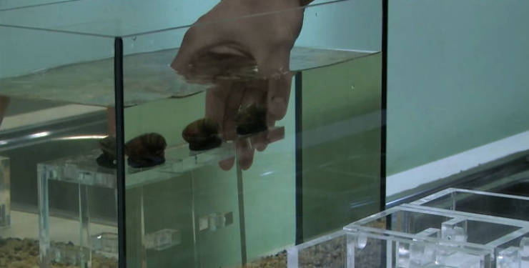 Poland Shows How They Use Clams To Control Water Quality