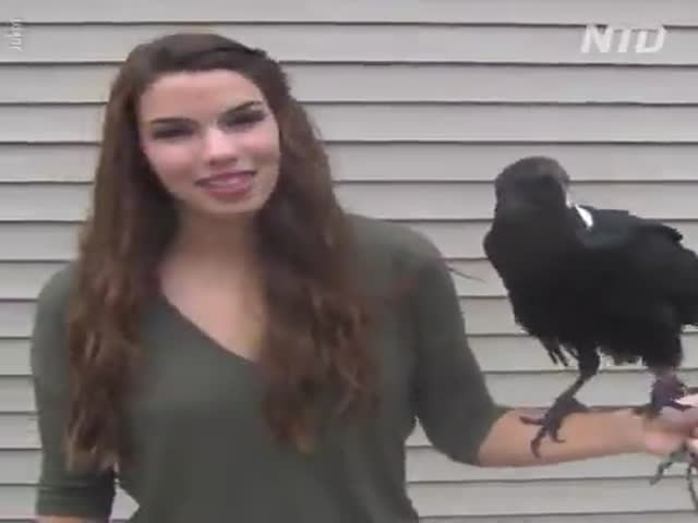 Ravens Can Talk!