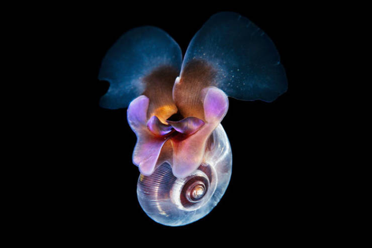Marine Biologist Shows The Most Surreal Underwater Creatures