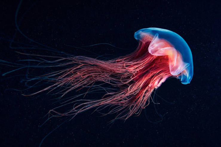 Marine Biologist Shows The Most Surreal Underwater Creatures