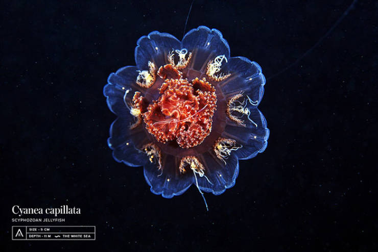 Marine Biologist Shows The Most Surreal Underwater Creatures