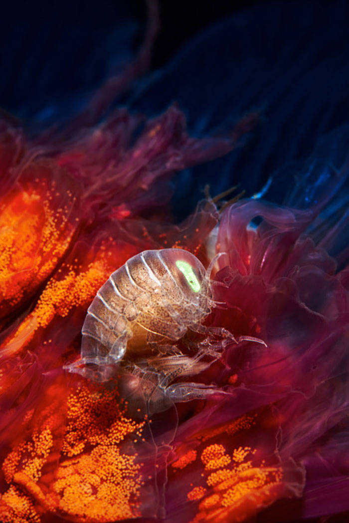 Marine Biologist Shows The Most Surreal Underwater Creatures