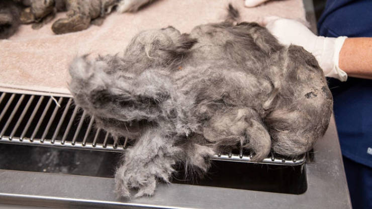 Cat With Two Pounds Of Extra Fur Gets Groomed By Arizona Humane Society, Gets Adopted Soon After
