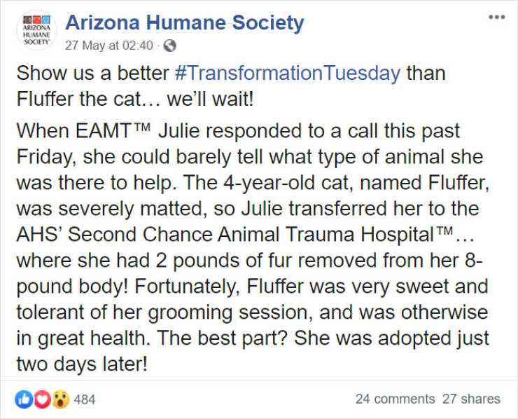 Cat With Two Pounds Of Extra Fur Gets Groomed By Arizona Humane Society, Gets Adopted Soon After
