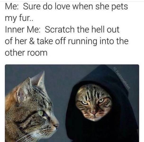 Cat Memes Don’t Care About You. Not Sorry