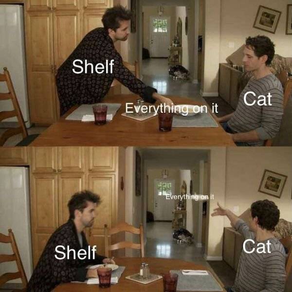 Cat Memes Don’t Care About You. Not Sorry