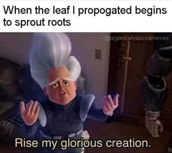 Don’t You Love Plants And Memes?