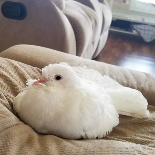 Ladies And Gentlemen, World’s Most Beautiful Pigeon Breeds