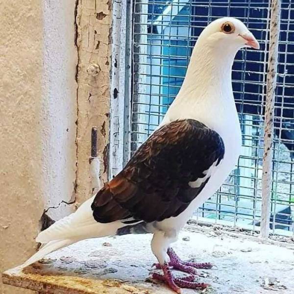 Ladies And Gentlemen, World’s Most Beautiful Pigeon Breeds