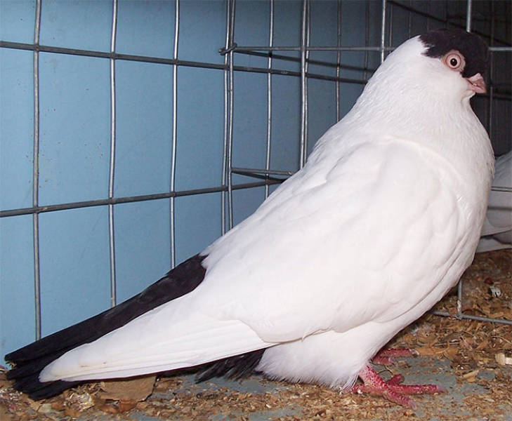 Ladies And Gentlemen, World’s Most Beautiful Pigeon Breeds