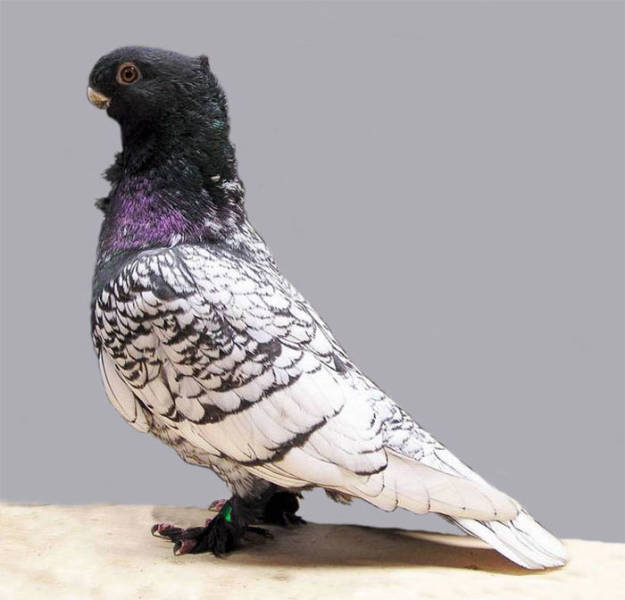 Ladies And Gentlemen, World’s Most Beautiful Pigeon Breeds