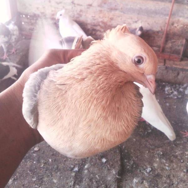 Ladies And Gentlemen, World’s Most Beautiful Pigeon Breeds