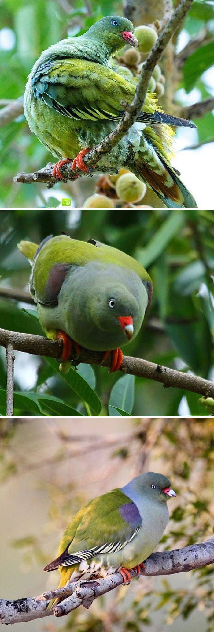 Ladies And Gentlemen, World’s Most Beautiful Pigeon Breeds