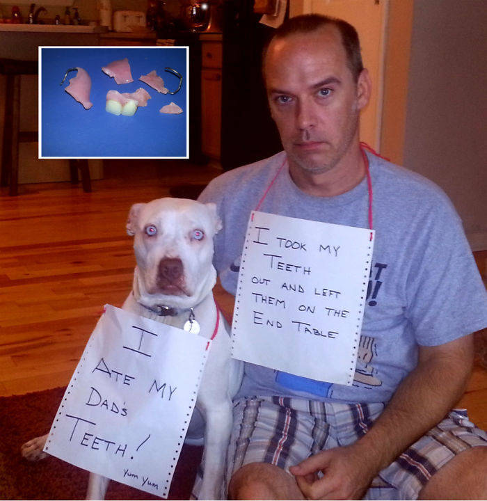 Shame, Pets. Shame…