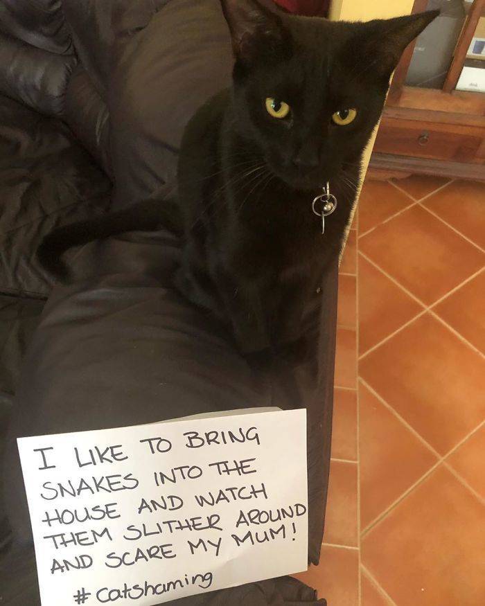 Shame, Pets. Shame…