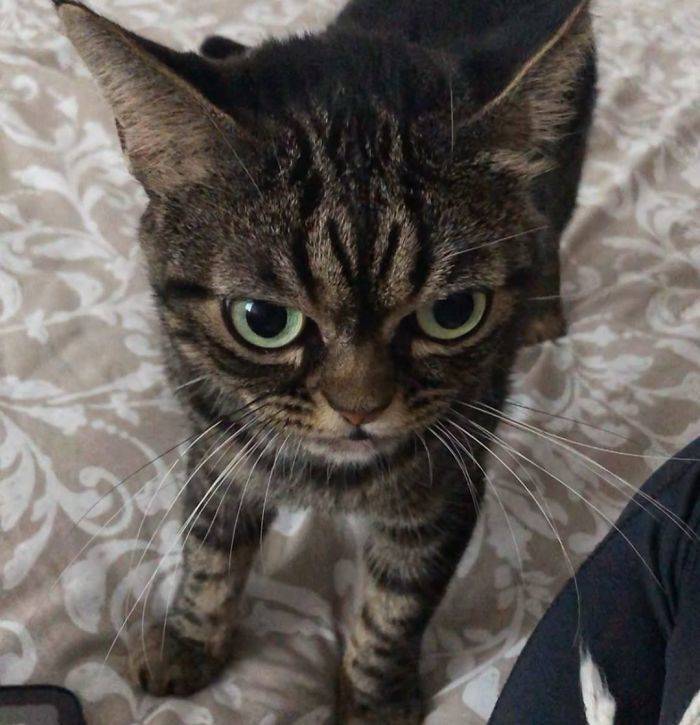 That S Not A Grumpy Cat That S A Mad Cat 38 Pics Izismile Com