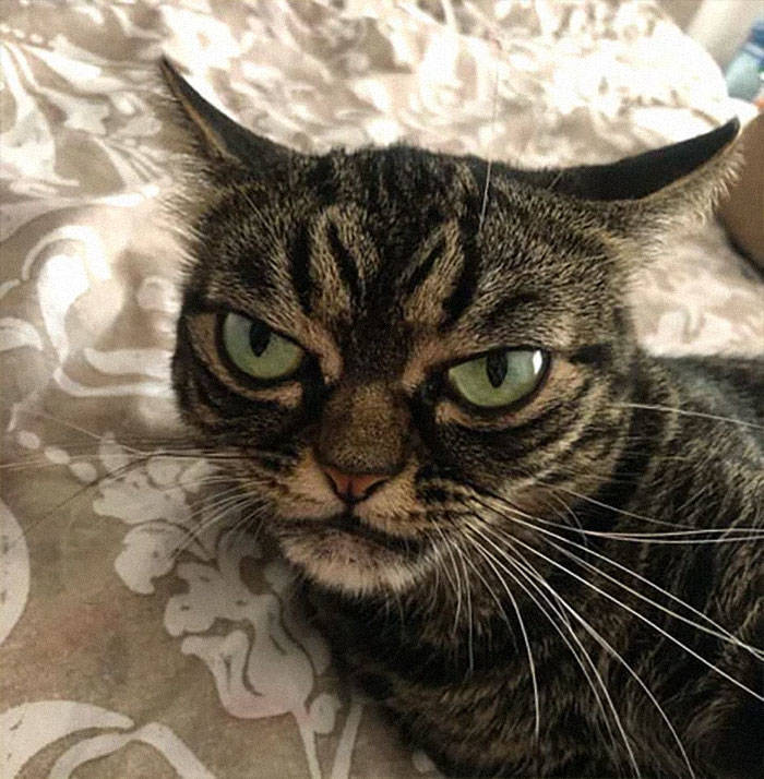 That’s Not A Grumpy Cat, That’s A Mad Cat! (38 pics) - Izismile.com