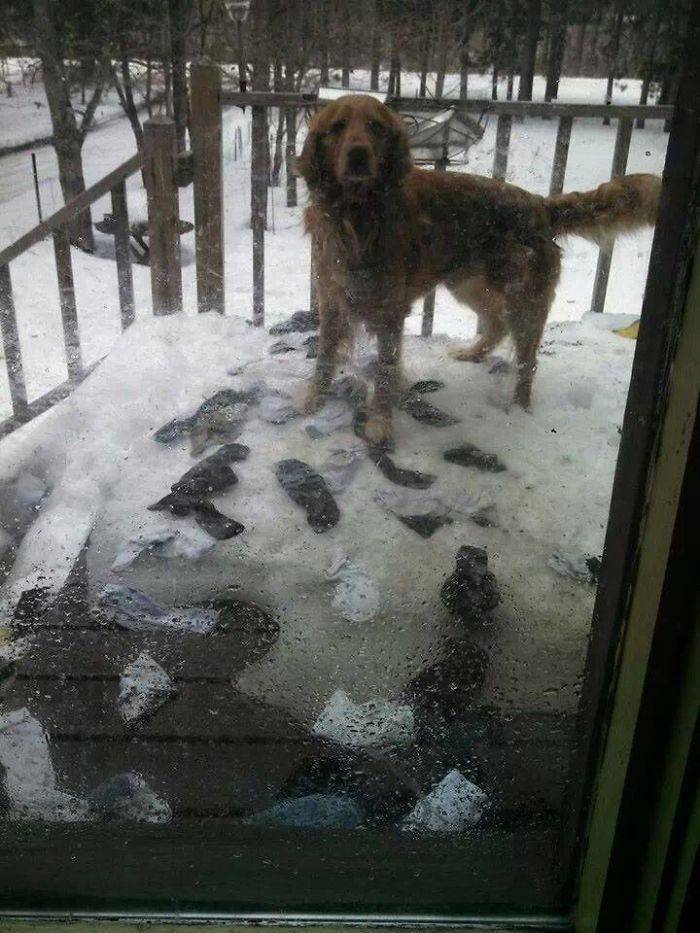 Dogs Can Always Make You Smile