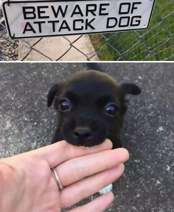 Dogs Can Always Make You Smile