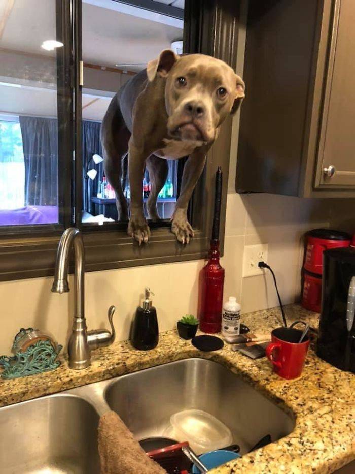 Dogs Can Always Make You Smile