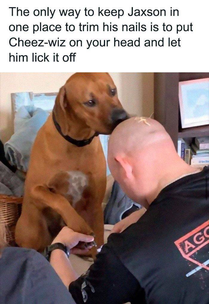 Dogs Can Always Make You Smile