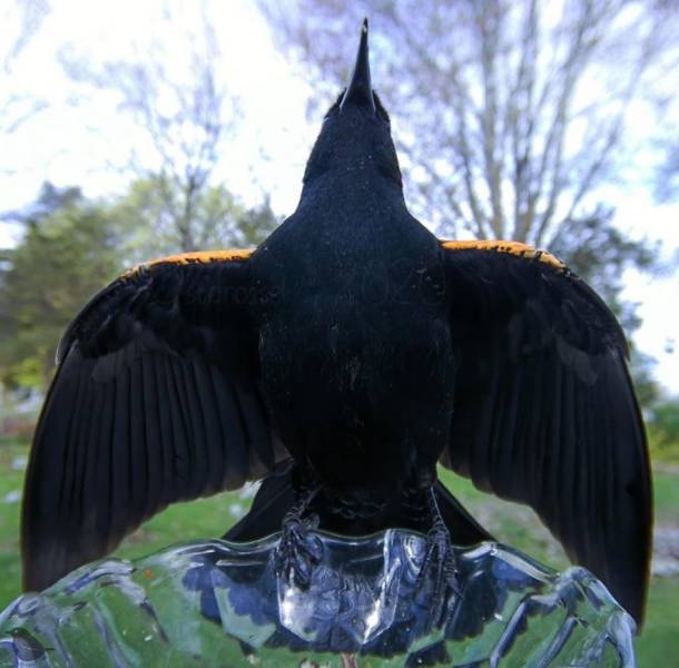 Bird Feeder Cam Shows The Secret Life Of Local Fauna